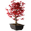 Acer palmatum deshojo, 40 cm, ± 10 jaar oud, met een nebari van 4 cm
