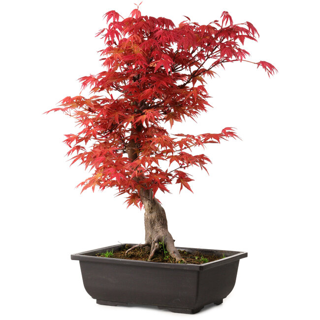 Acer palmatum deshojo, 40 cm, ± 10 Jahre alt, mit einem Wurzelhals von 4 cm