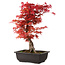 Acer palmatum deshojo, 40 cm, ± 10 Jahre alt, mit einem Wurzelhals von 4 cm