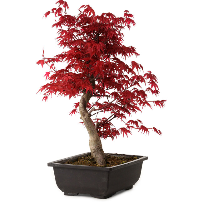 Acer palmatum deshojo, 40 cm, ± 10 jaar oud, met een nebari van 4 cm