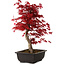 Acer palmatum deshojo, 40 cm, ± 10 años de edad, con un nebari de 4 cm