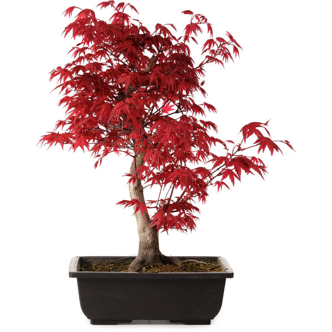 Acer palmatum deshojo, 40 cm, ± 10 Jahre alt, mit einem Wurzelhals von 4 cm
