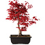 Acer palmatum deshojo, 40 cm, ± 10 ans, avec un nebari de 4 cm
