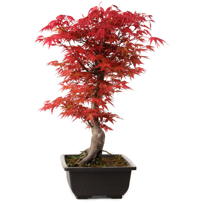 Acer palmatum deshojo, 40 cm, ± 10 Jahre alt, mit einem Wurzelhals von 4 cm
