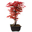 Acer palmatum deshojo, 40 cm, ± 10 anni, con nebari di 4 cm