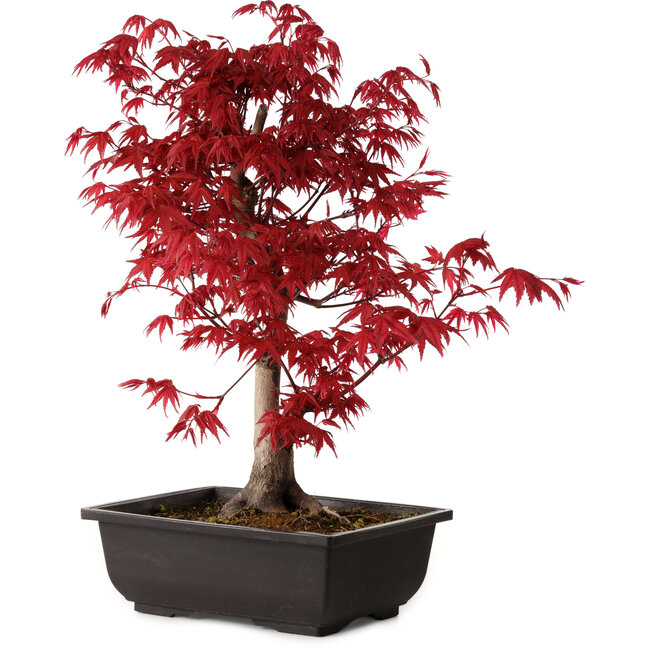 Acer palmatum deshojo, 40 cm, ± 10 años de edad, con un nebari de 4 cm
