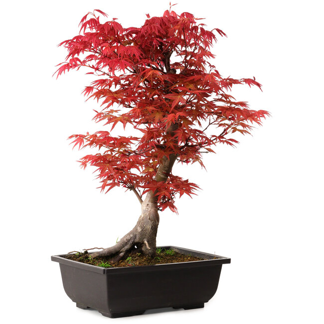 Acer palmatum deshojo, 40 cm, ± 10 years old, with a nebari of 4 cm