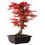 Acer palmatum deshojo, 40 cm, ± 10 Jahre alt, mit einem Wurzelhals von 4 cm