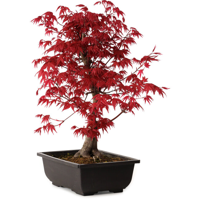 Acer palmatum deshojo, 40 cm, ± 10 ans, avec un nebari de 4 cm