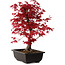 Acer palmatum deshojo, 40 cm, ± 10 ans, avec un nebari de 4 cm