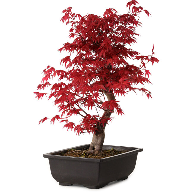 Acer palmatum deshojo, 40 cm, ± 10 Jahre alt, mit einem Wurzelhals von 4 cm
