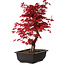 Acer palmatum deshojo, 40 cm, ± 10 años de edad, con un nebari de 4 cm