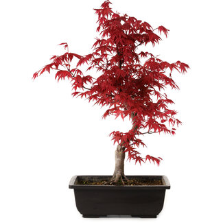 Acer palmatum deshojo, 40 cm, ± 10 años de edad