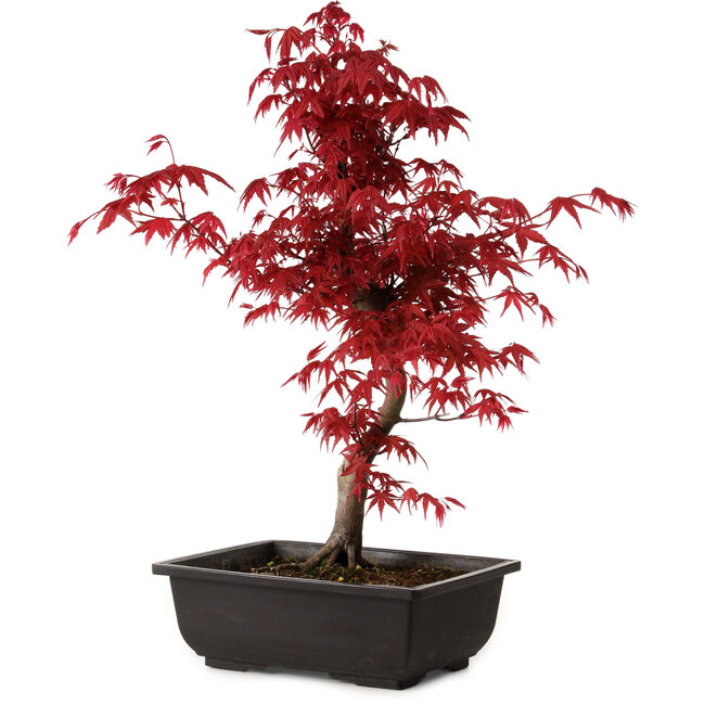Acer palmatum deshojo, 40 cm, ± 10 jaar oud, met een nebari van 4 cm