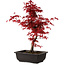 Acer palmatum deshojo, 40 cm, ± 10 anni, con nebari di 4 cm