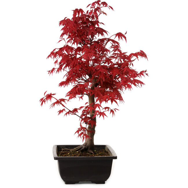 Acer palmatum deshojo, 40 cm, ± 10 years old, with a nebari of 4 cm