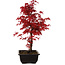 Acer palmatum deshojo, 40 cm, ± 10 años de edad, con un nebari de 4 cm