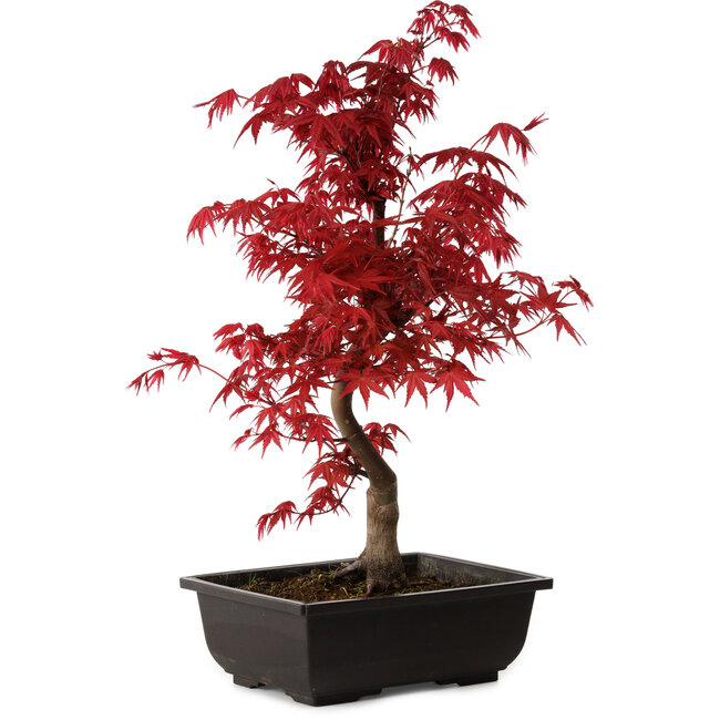 Acer palmatum deshojo, 40 cm, ± 10 años de edad, con un nebari de 4 cm