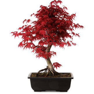 Acer palmatum deshojo, 40 cm, ± 10 Jahre alt