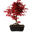 Acer palmatum deshojo, 40 cm, ± 10 Jahre alt, mit einem Wurzelhals von 4 cm