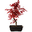 Acer palmatum deshojo, 40 cm, ± 10 Jahre alt, mit einem Wurzelhals von 4 cm