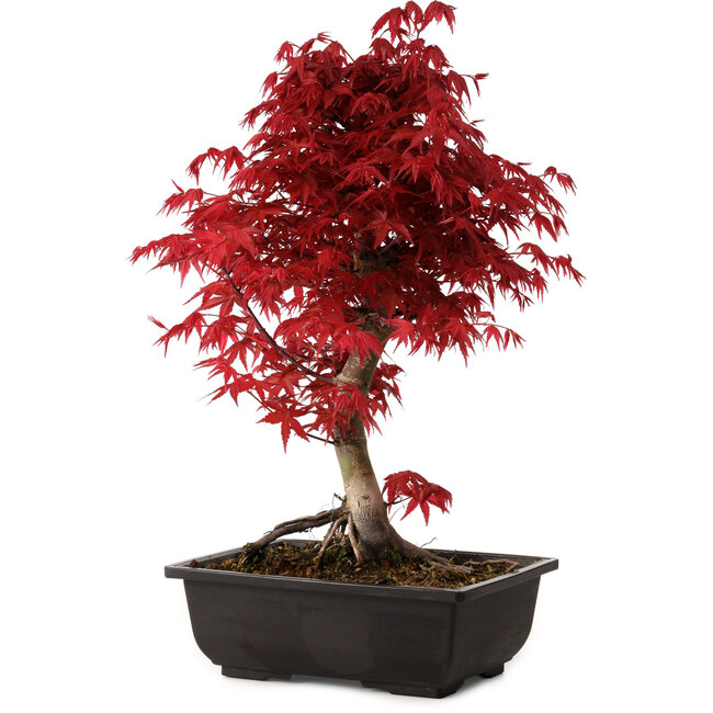 Acer palmatum deshojo, 40 cm, ± 10 Jahre alt, mit einem Wurzelhals von 4 cm