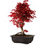 Acer palmatum deshojo, 40 cm, ± 10 Jahre alt, mit einem Wurzelhals von 4 cm