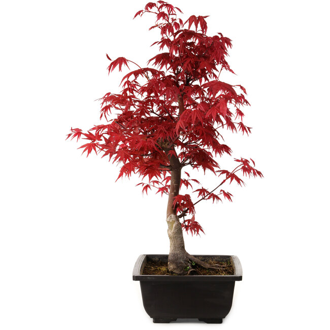 Acer palmatum deshojo, 40 cm, ± 10 Jahre alt, mit einem Wurzelhals von 4 cm
