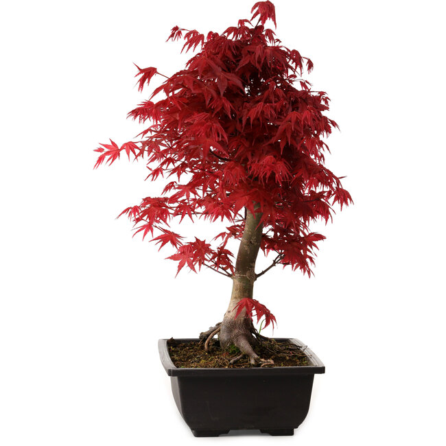 Acer palmatum deshojo, 40 cm, ± 10 Jahre alt, mit einem Wurzelhals von 4 cm