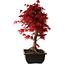 Acer palmatum deshojo, 40 cm, ± 10 Jahre alt, mit einem Wurzelhals von 4 cm