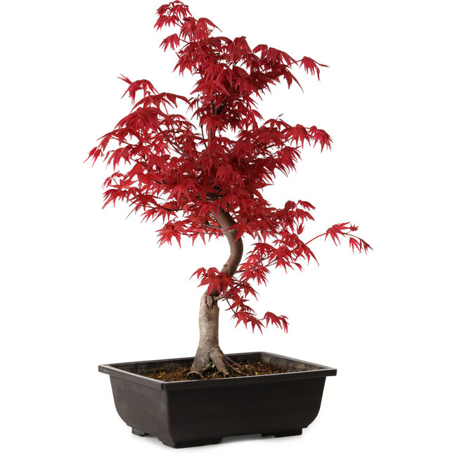 Acer palmatum deshojo, 40 cm, ± 10 Jahre alt, mit einem Wurzelhals von 4 cm