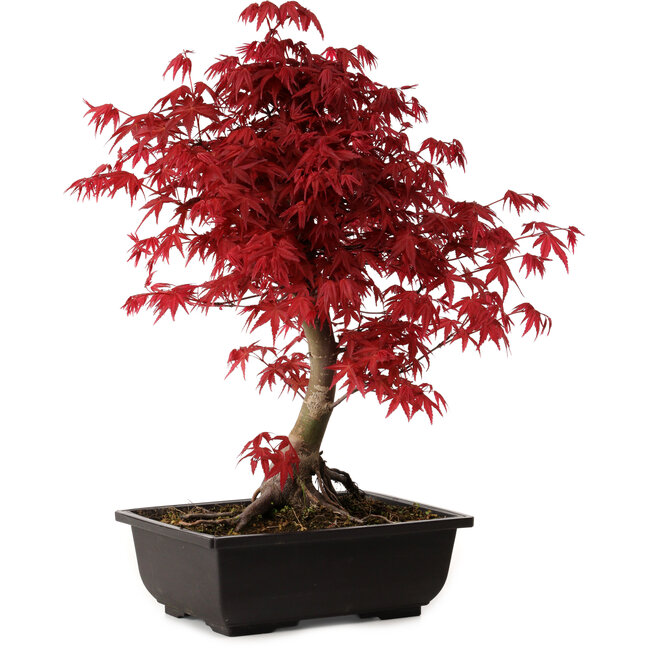 Acer palmatum deshojo, 40 cm, ± 10 Jahre alt, mit einem Wurzelhals von 4 cm