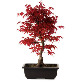 Acer palmatum deshojo, 40 cm, ± 10 anni