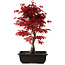 Acer palmatum deshojo, 40 cm, ± 10 years old, with a nebari of 4 cm