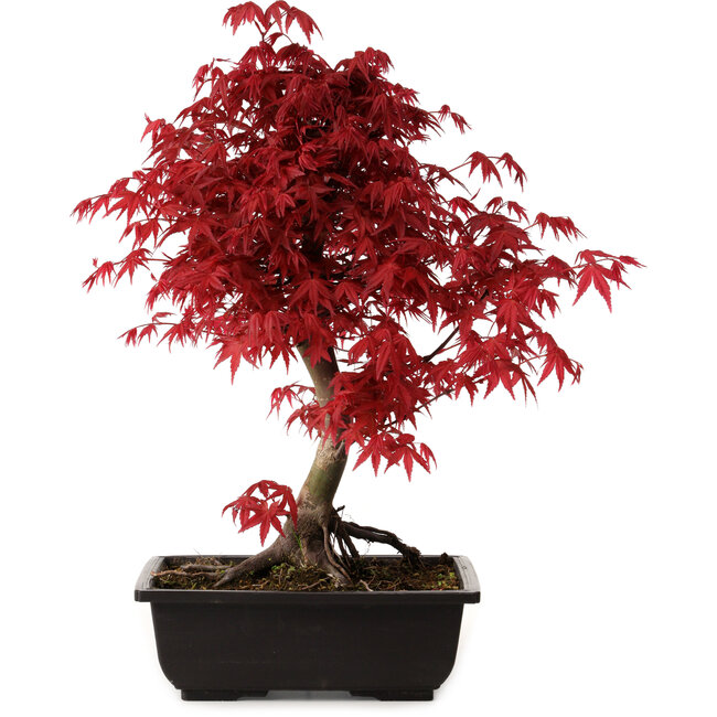 Acer palmatum deshojo, 40 cm, ± 10 Jahre alt, mit einem Wurzelhals von 4 cm