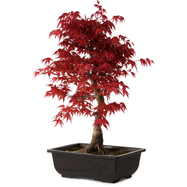 Acer palmatum deshojo, 40 cm, ± 10 Jahre alt, mit einem Wurzelhals von 4 cm