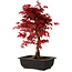 Acer palmatum deshojo, 40 cm, ± 10 years old, with a nebari of 4 cm
