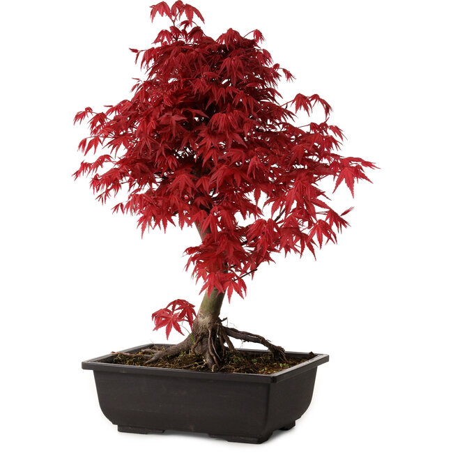 Acer palmatum deshojo, 40 cm, ± 10 Jahre alt, mit einem Wurzelhals von 4 cm