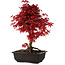 Acer palmatum deshojo, 40 cm, ± 10 Jahre alt, mit einem Wurzelhals von 4 cm