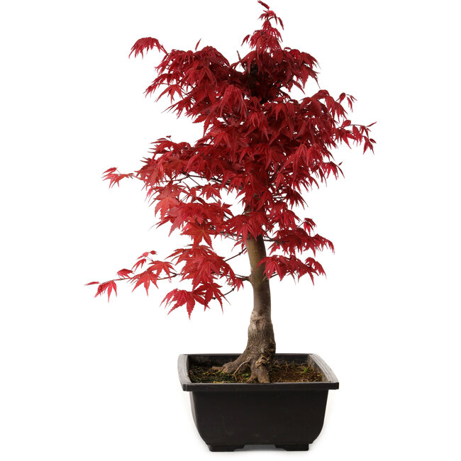 Acer palmatum deshojo, 40 cm, ± 10 jaar oud, met een nebari van 4 cm