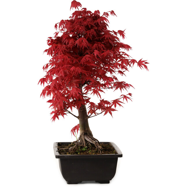 Acer palmatum deshojo, 40 cm, ± 10 Jahre alt, mit einem Wurzelhals von 4 cm