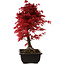 Acer palmatum deshojo, 40 cm, ± 10 Jahre alt, mit einem Wurzelhals von 4 cm
