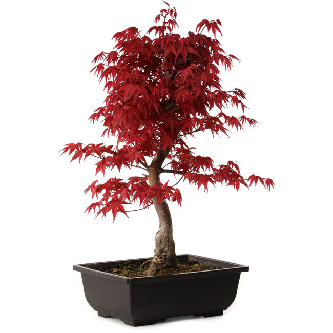 Acer palmatum deshojo, 40 cm, ± 10 Jahre alt, mit einem Wurzelhals von 4 cm