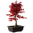 Acer palmatum deshojo, 40 cm, ± 10 anni, con nebari di 4 cm