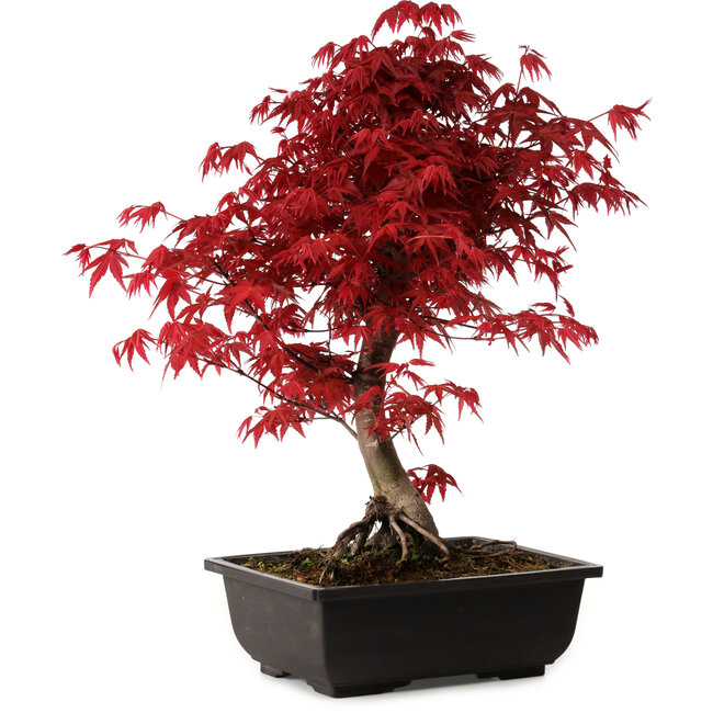 Acer palmatum deshojo, 40 cm, ± 10 Jahre alt, mit einem Wurzelhals von 4 cm