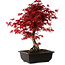 Acer palmatum deshojo, 40 cm, ± 10 Jahre alt, mit einem Wurzelhals von 4 cm