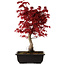 Acer palmatum deshojo, 40 cm, ± 10 Jahre alt, mit einem Wurzelhals von 4 cm