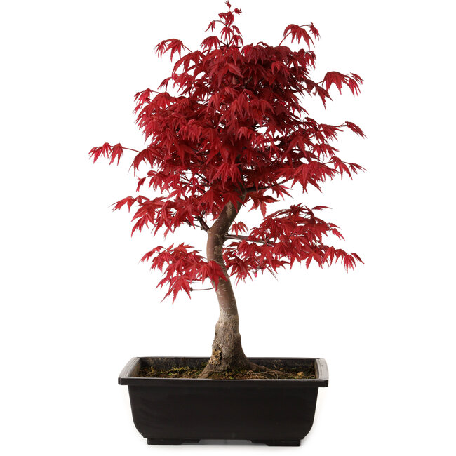 Acer palmatum deshojo, 40 cm, ± 10 jaar oud, met een nebari van 4 cm