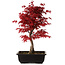 Acer palmatum deshojo, 40 cm, ± 10 ans, avec un nebari de 4 cm