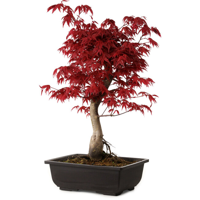 Acer palmatum deshojo, 40 cm, ± 10 Jahre alt, mit einem Wurzelhals von 4 cm